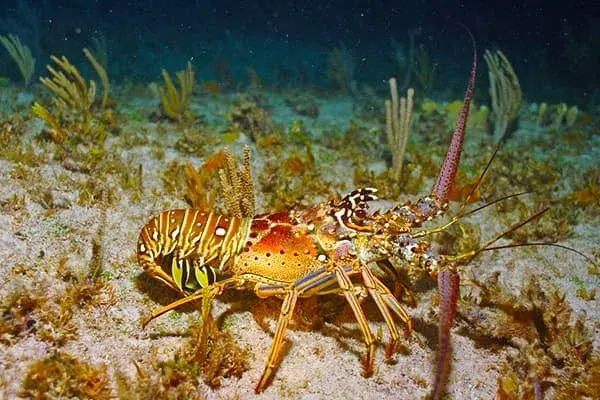 lobster season florida keys